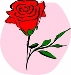 red rose